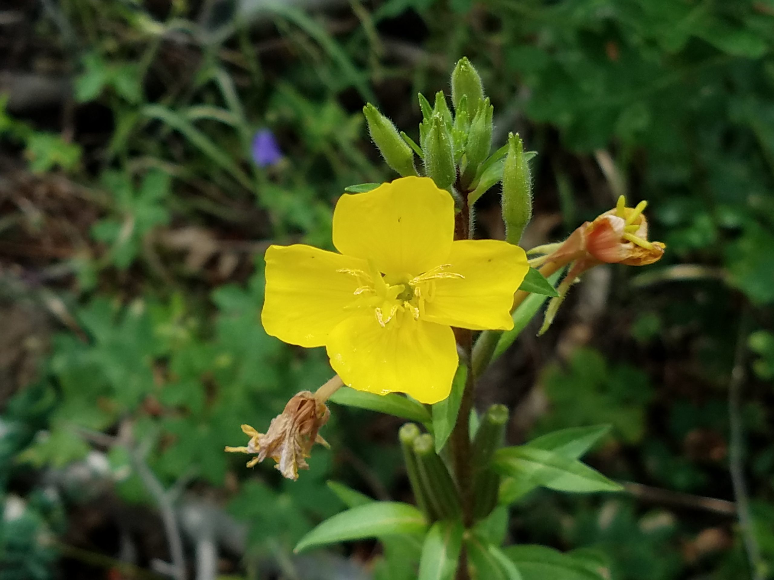 Hooker's Evening Primrose
