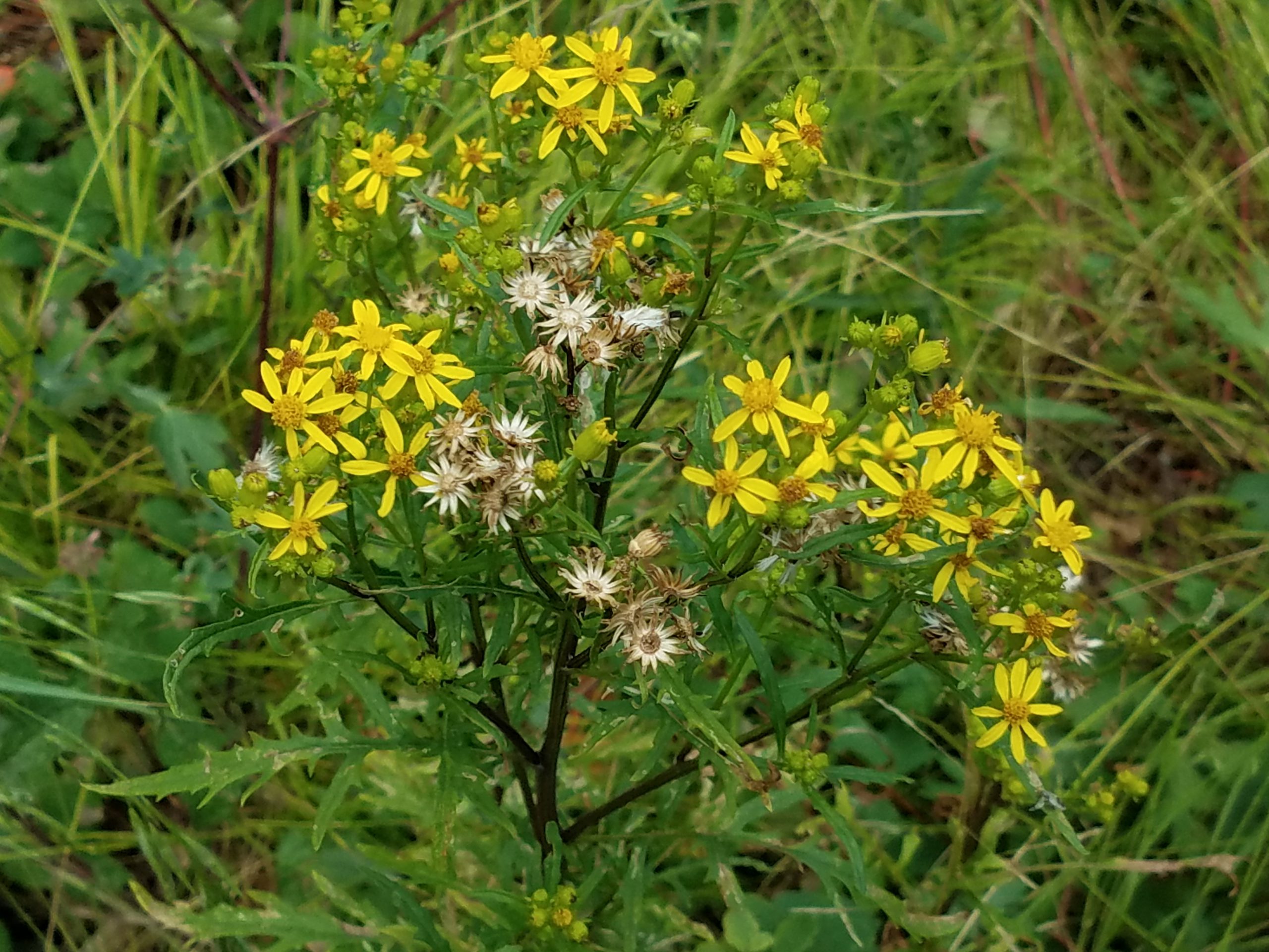 Cutleaf Groundsel