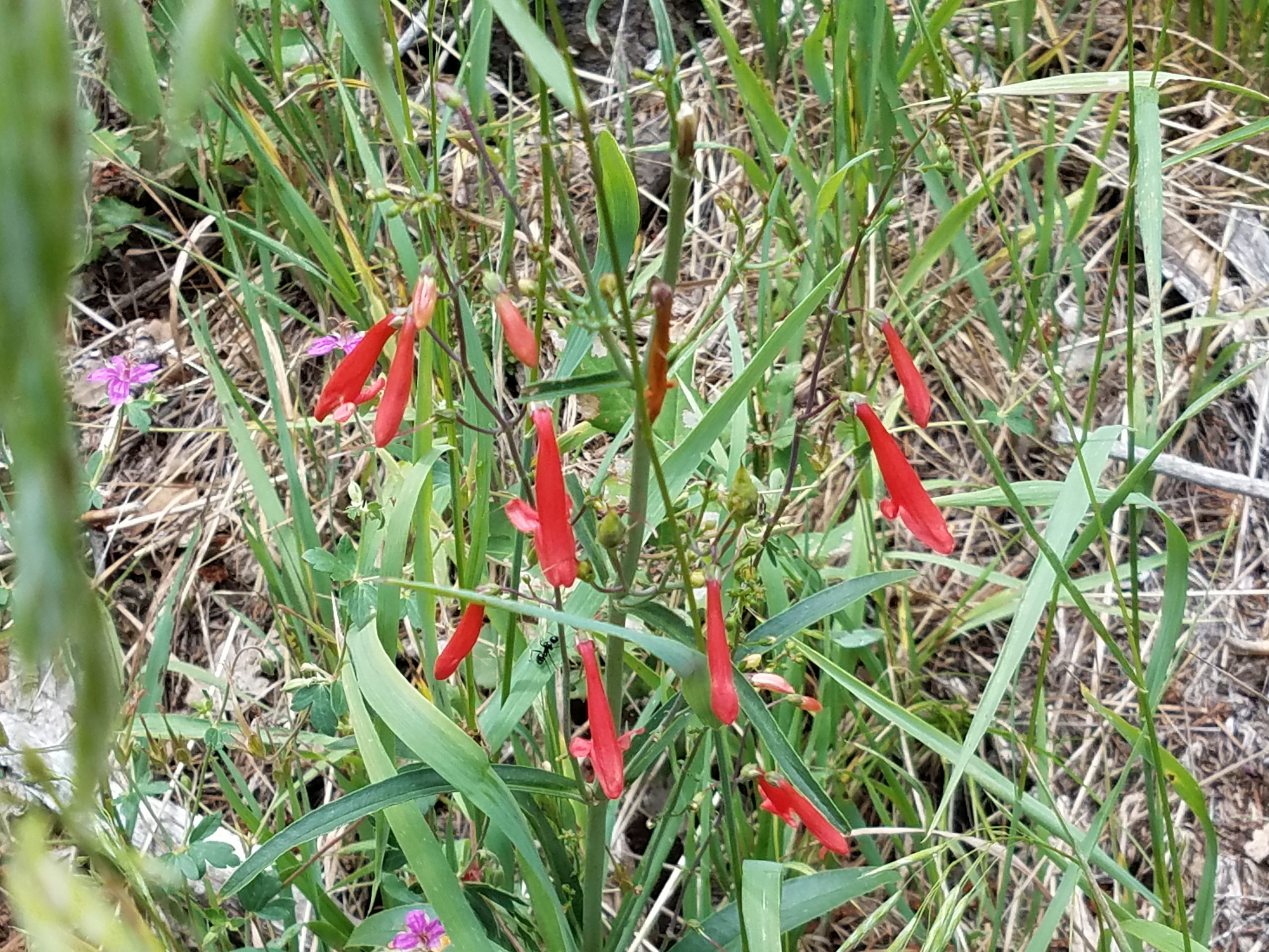 Scarlet Penstemon