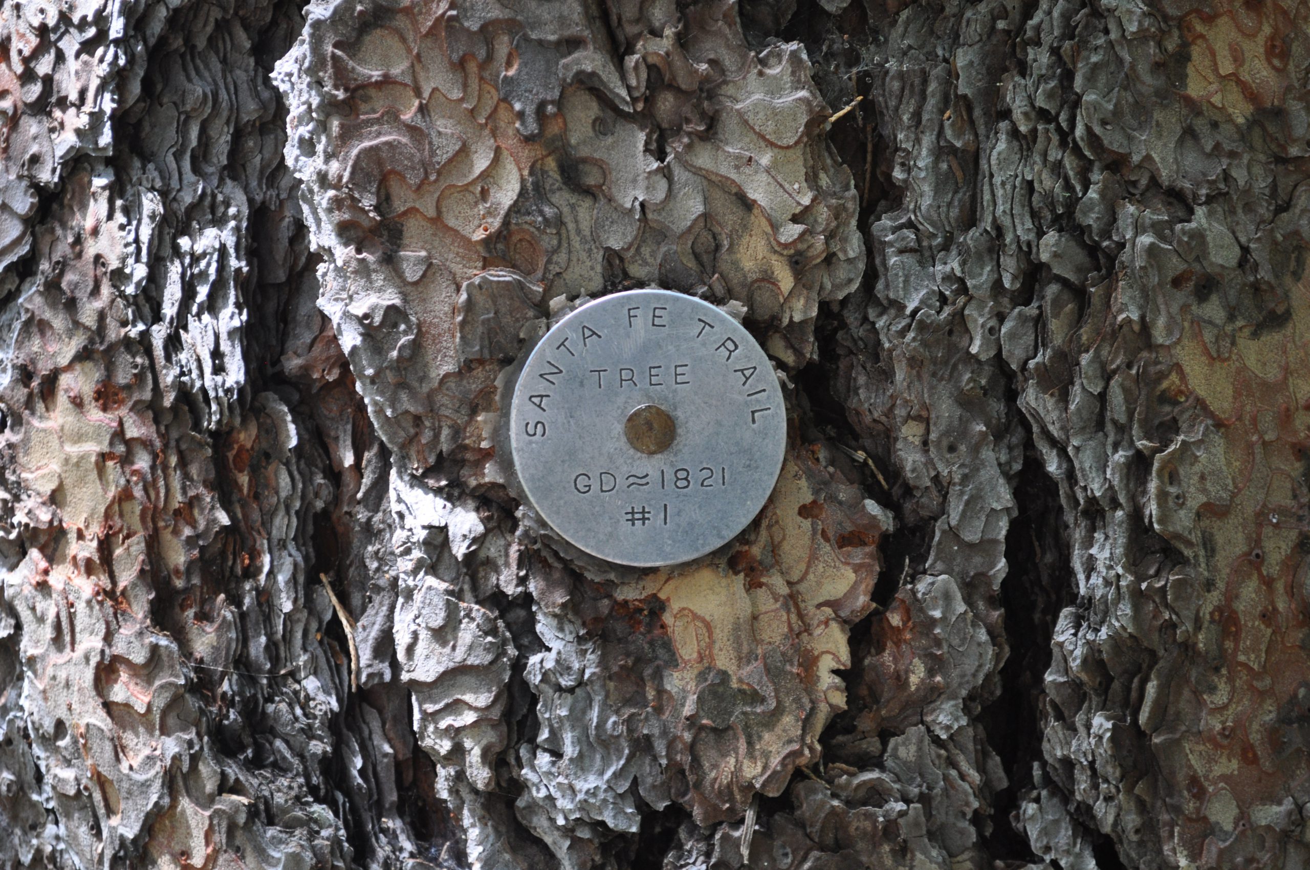 Medalion Tree