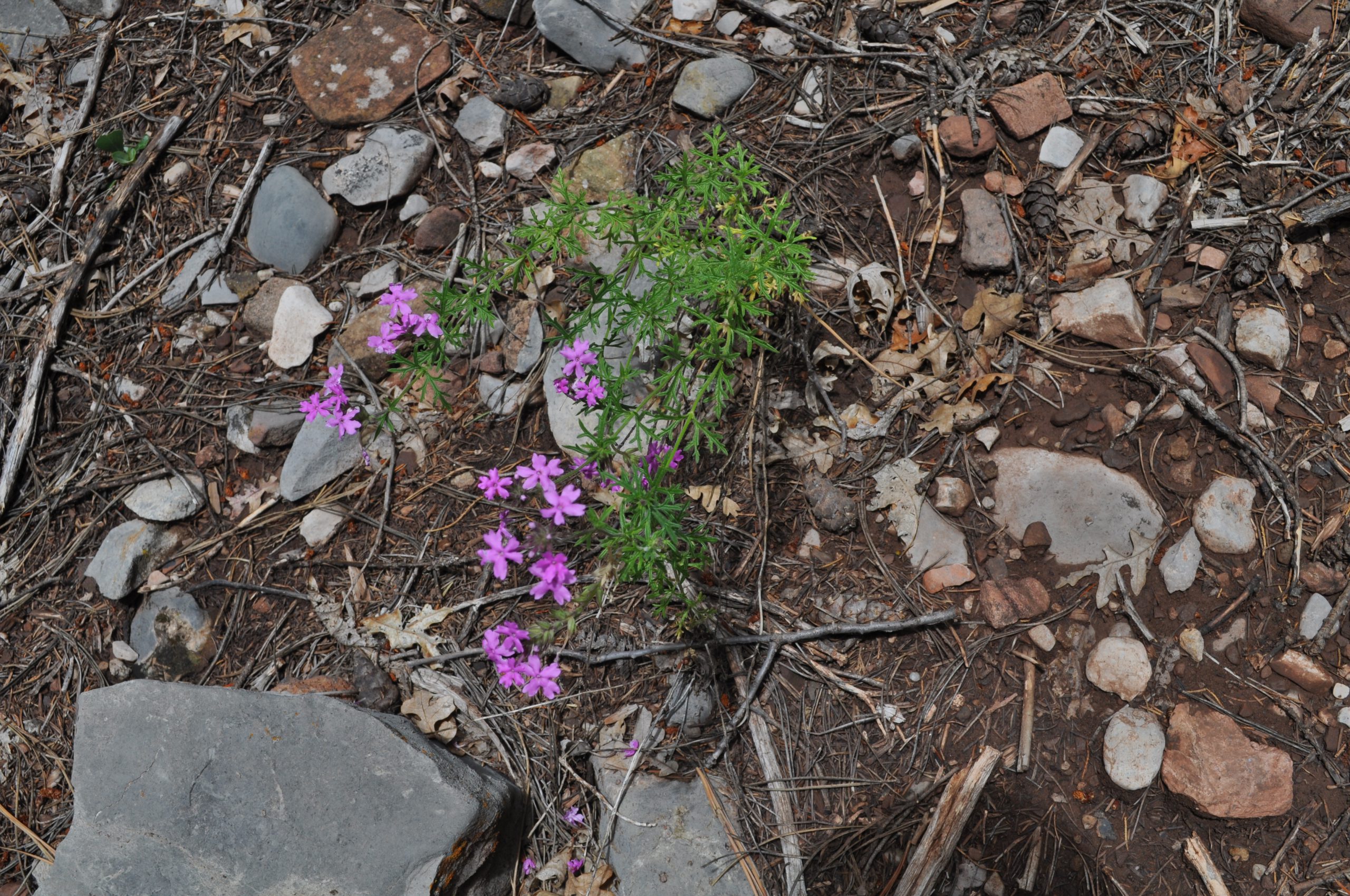 Pink Vervain