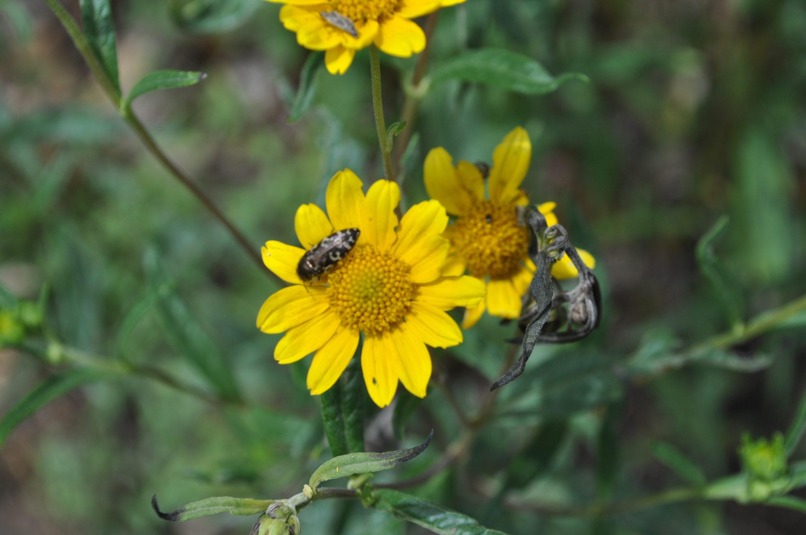 Aster Family