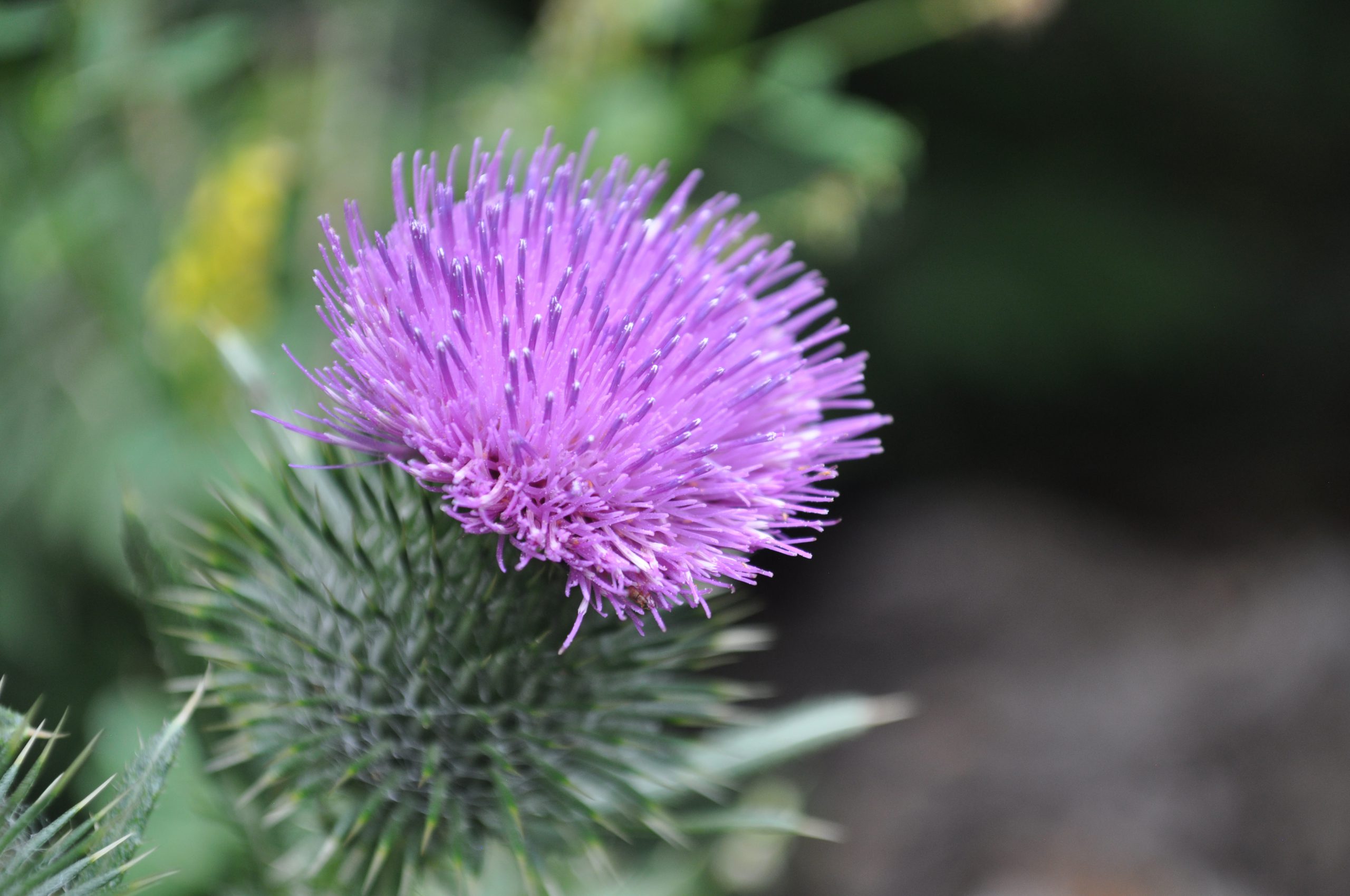 Thistle