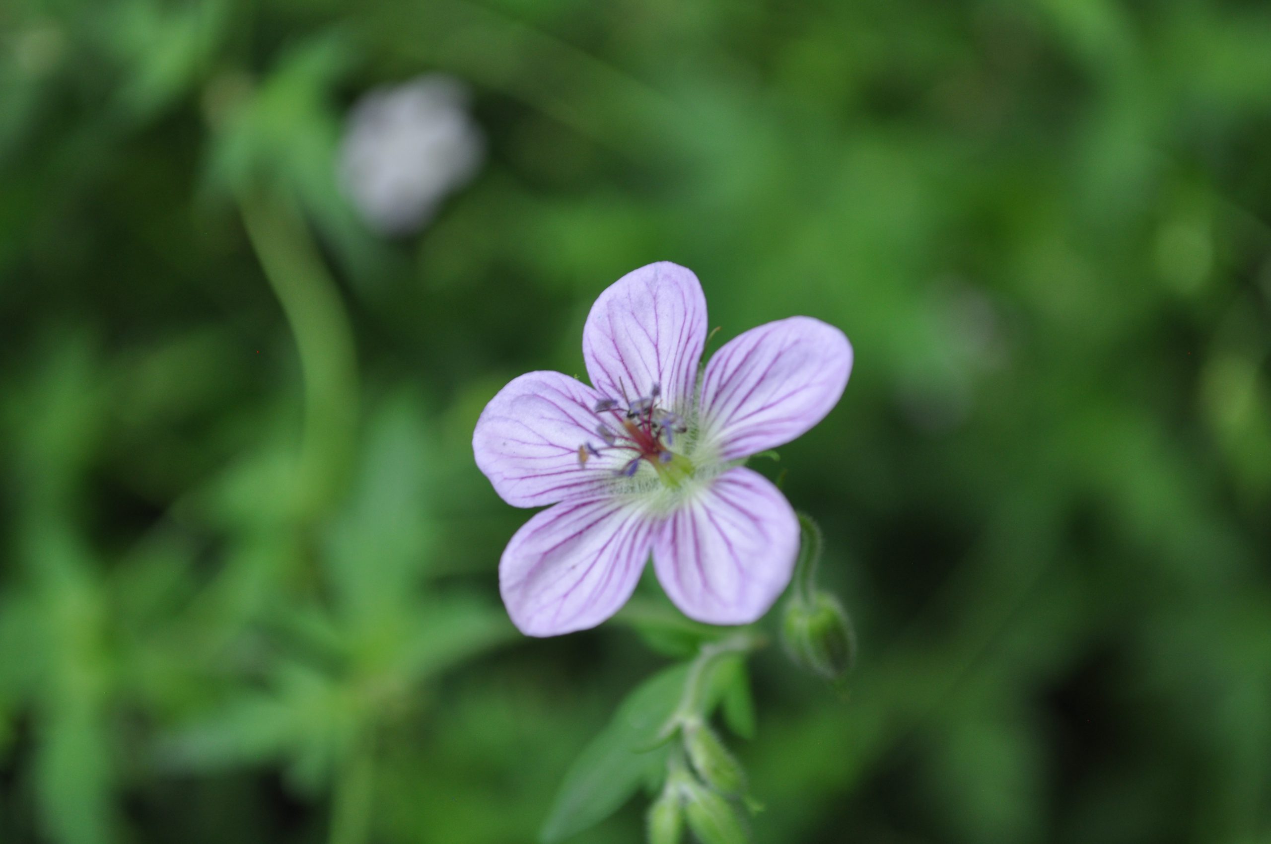 Richardson's Geranium